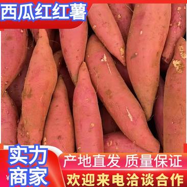 河南开封西瓜红红薯产地直发货源充足品质保证量大从优