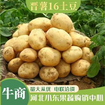 【诚信经营】晋薯十六大量上货质量保障货源充足全国发货