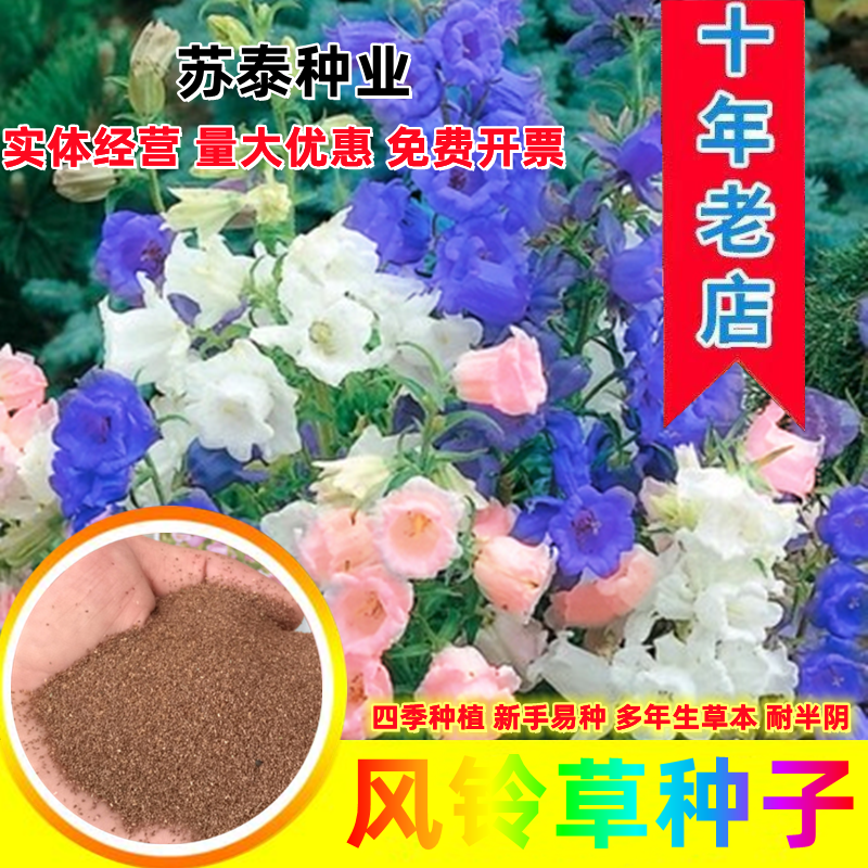 盆栽风铃草种子花籽多年生宿根盆栽室外四季播种开花庭院花种