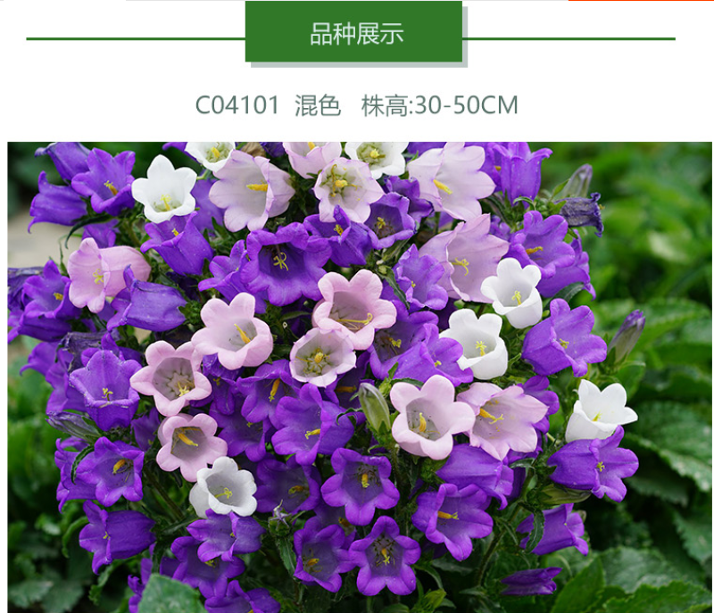 盆栽风铃草种子花籽多年生宿根盆栽室外四季播种开花庭院花种