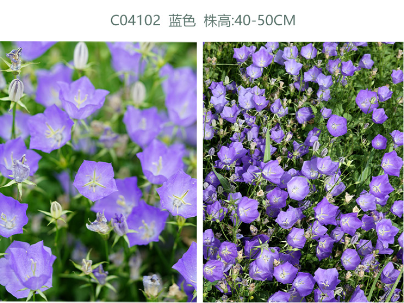 盆栽风铃草种子花籽多年生宿根盆栽室外四季播种开花庭院花种