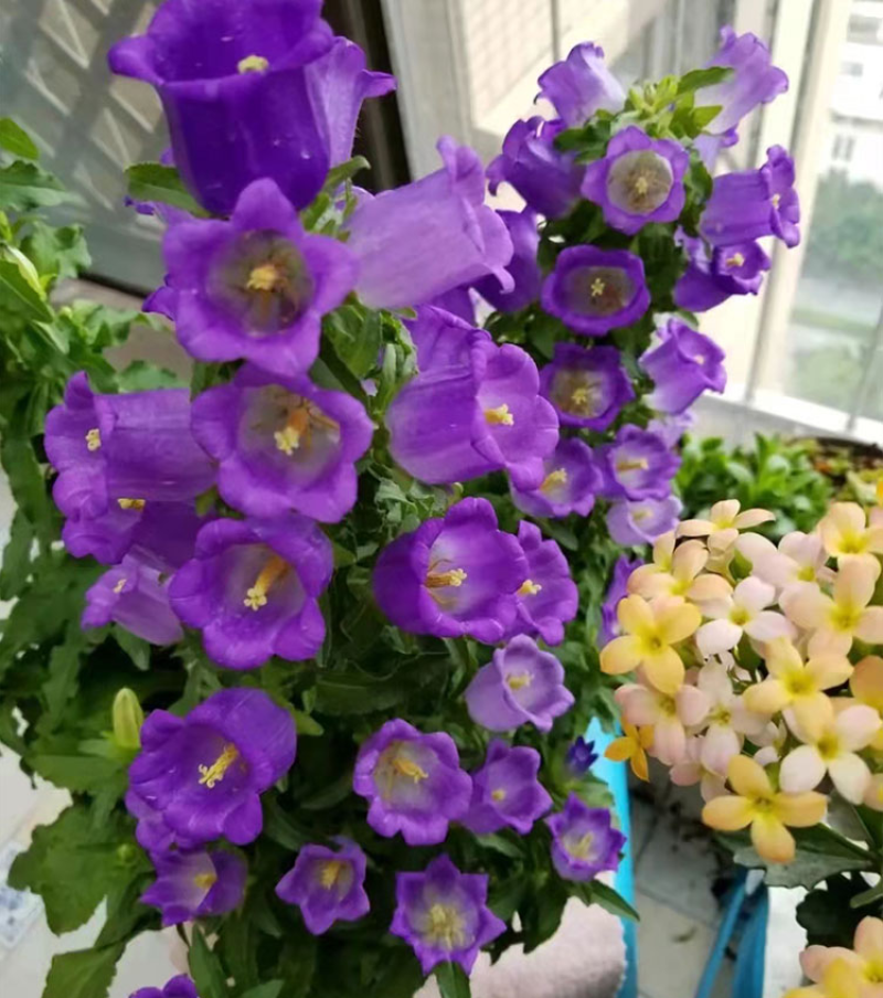 盆栽风铃草种子花籽多年生宿根盆栽室外四季播种开花庭院花种