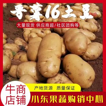 【诚信经营】晋薯十六大量现货可供应商超社区团购全国发货