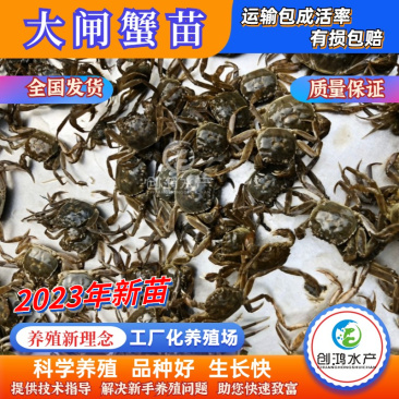【2023新苗】优质大闸蟹苗中华绒螯蟹苗淡水养殖