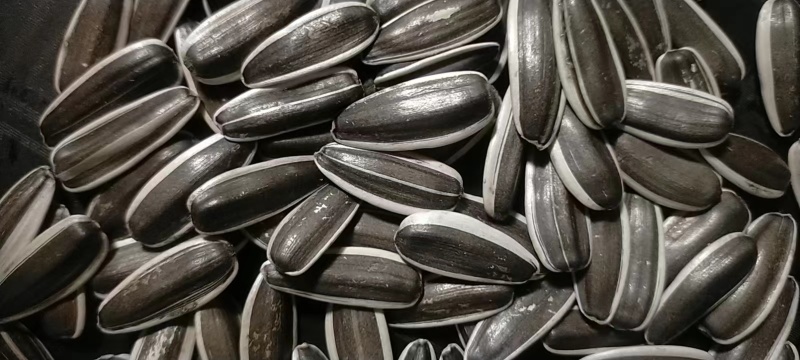 葵花瓜籽3167质量保障诚信为本视频看货对接全国等您来电