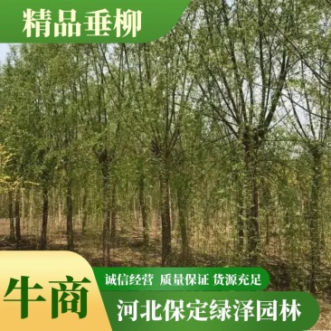 垂柳基地3公分4公分5公分6公分8公分保质保量