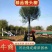 馒头柳基地8公分10公分12公分15公分现货充足保质保量