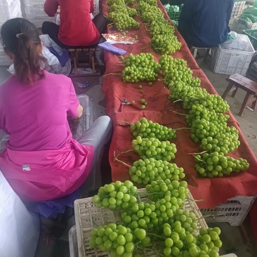 阳光玫瑰葡萄回头客多质量保证价格规格详谈实力供货