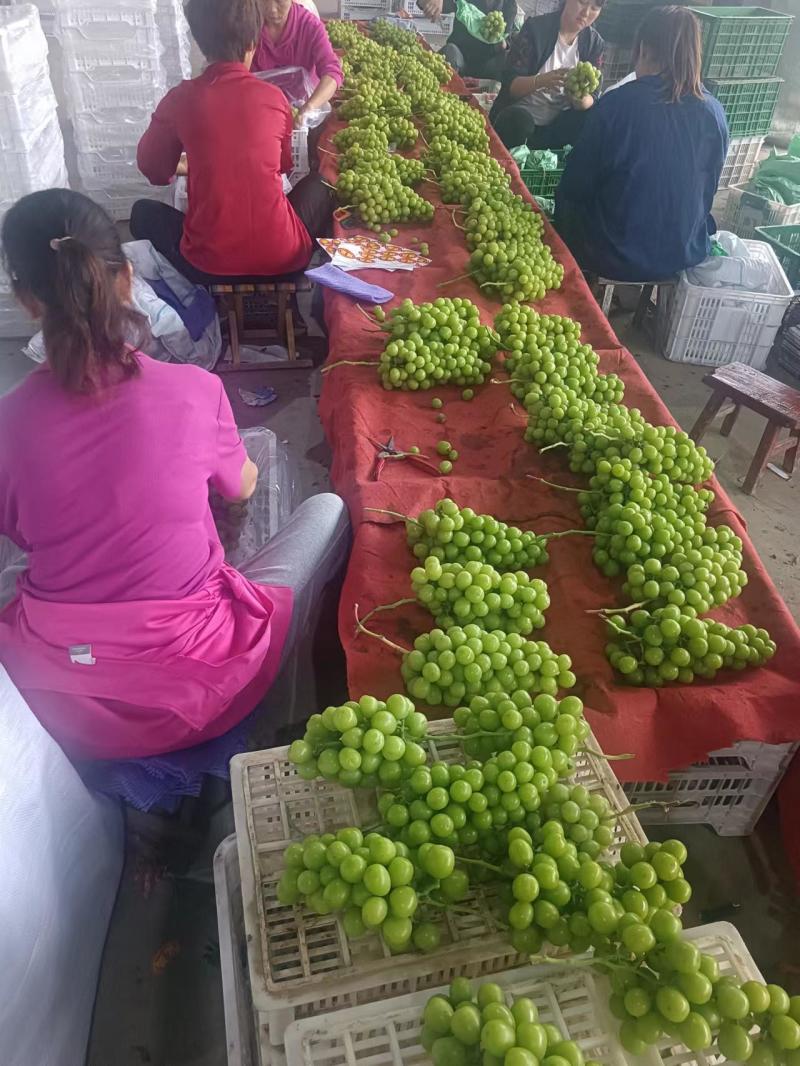 阳光玫瑰葡萄回头客多质量保证价格规格详谈实力供货
