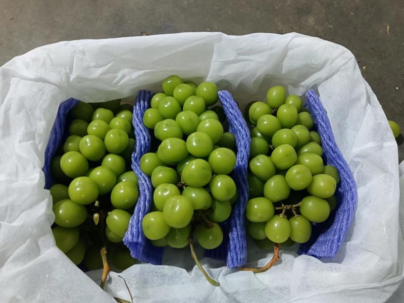 阳光玫瑰葡萄回头客多质量保证价格规格详谈实力供货
