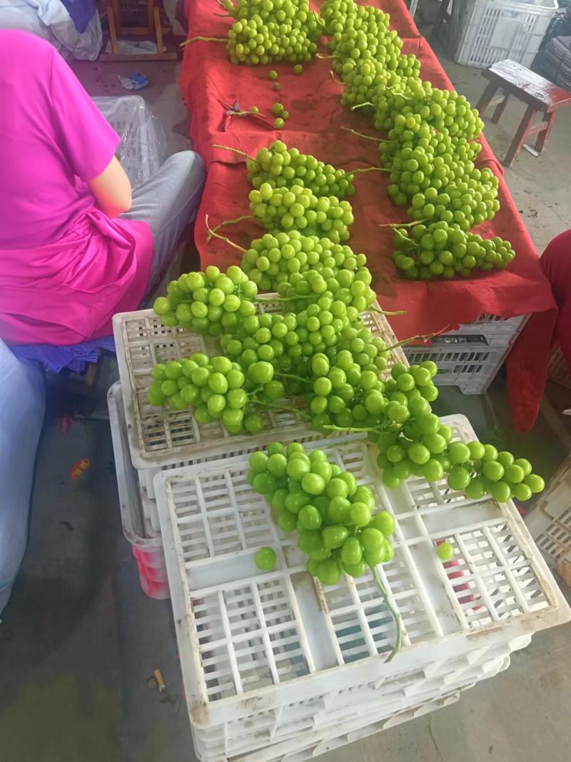 阳光玫瑰葡萄回头客多质量保证价格规格详谈实力供货