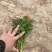 大叶香菜规格齐全质量保证价格实惠欢迎前来咨询