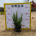 肾蕨排骨草蜈蚣草金叶肾蕨夏威夷肾蕨