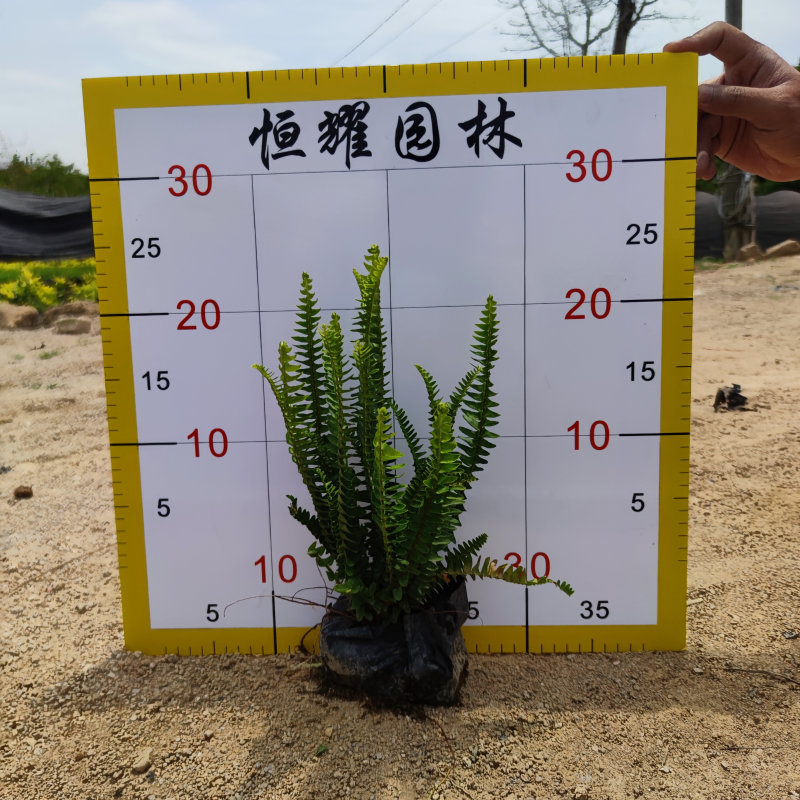 肾蕨排骨草蜈蚣草金叶肾蕨夏威夷肾蕨