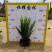 肾蕨排骨草蜈蚣草金叶肾蕨夏威夷肾蕨