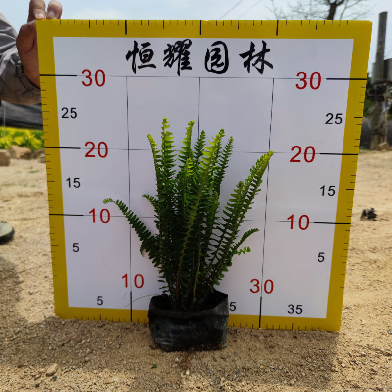 肾蕨排骨草蜈蚣草金叶肾蕨夏威夷肾蕨