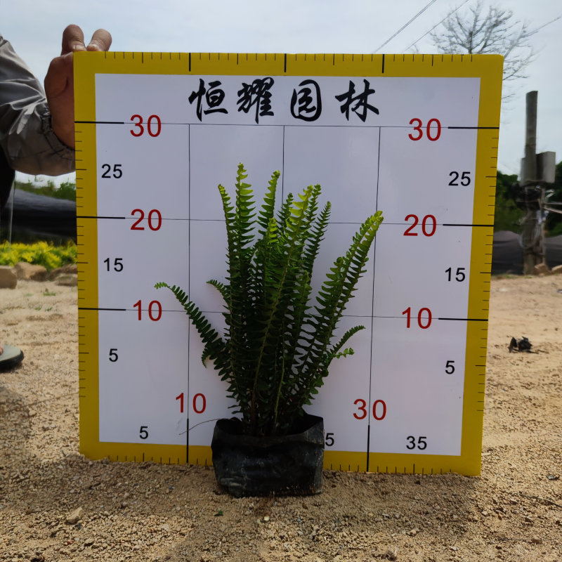 肾蕨排骨草蜈蚣草金叶肾蕨夏威夷肾蕨