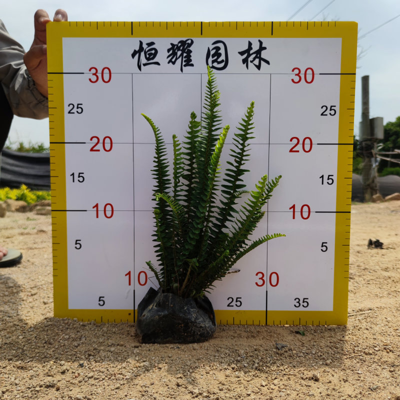 肾蕨排骨草蜈蚣草金叶肾蕨夏威夷肾蕨