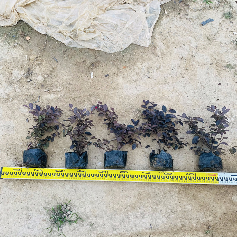 红花檵木红继木、红梽木
