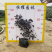 红花檵木红继木、红梽木