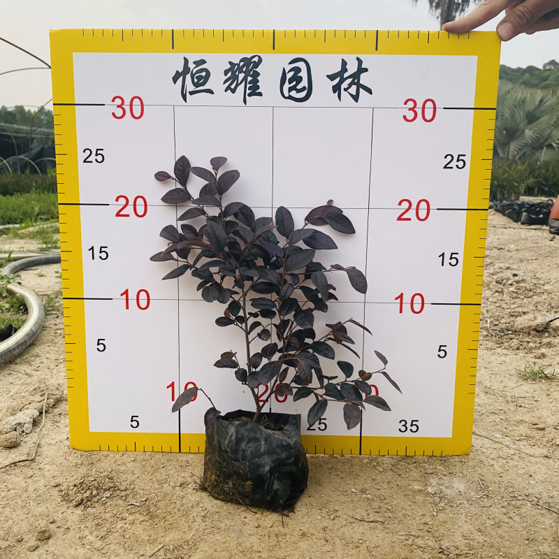 红花檵木红继木、红梽木