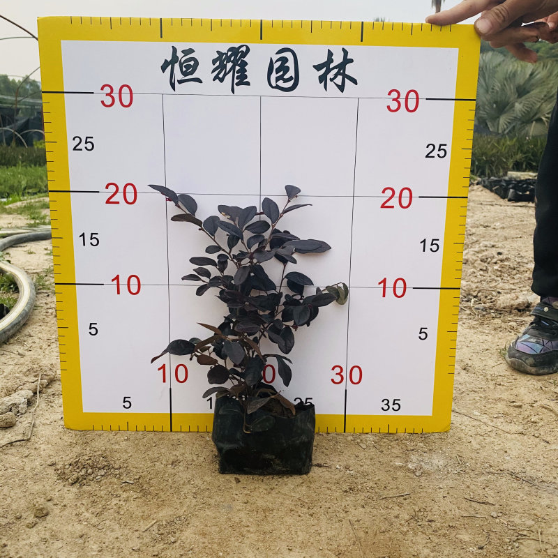红花檵木红继木、红梽木