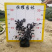 红花檵木红继木、红梽木