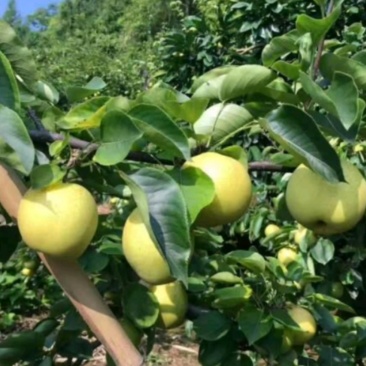 梨树2.2