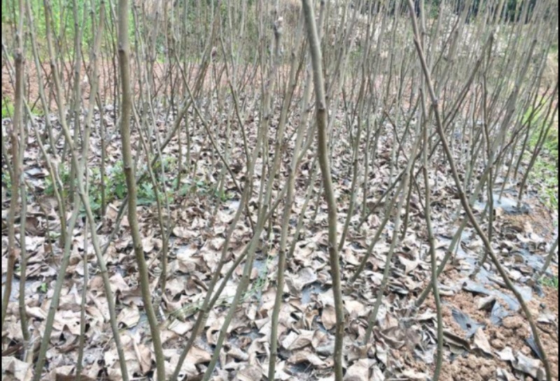 梨树2.2