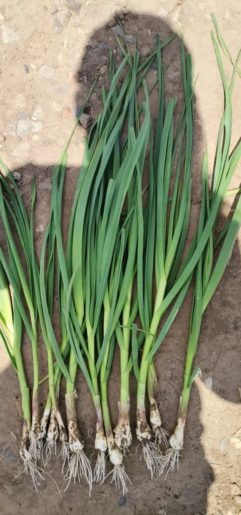 河北蔬菜白根蒜苗大量有货，质量有保证价格合理，需要