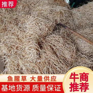 鱼腥草，折耳根，产地一手货源，量大从优，欢迎来电洽谈合作