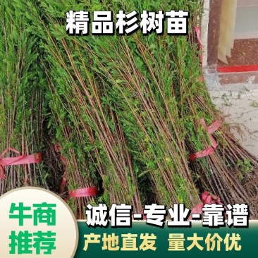 池杉苗、池杉小苗、池杉树苗，江西宜春基地直发，批发价