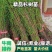 池杉苗、池杉小苗、池杉树苗，江西宜春基地直发，批发价