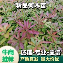 木荷小苗江西宜春直供荷木苗、荷木袋苗、木荷杯苗、荷木苗