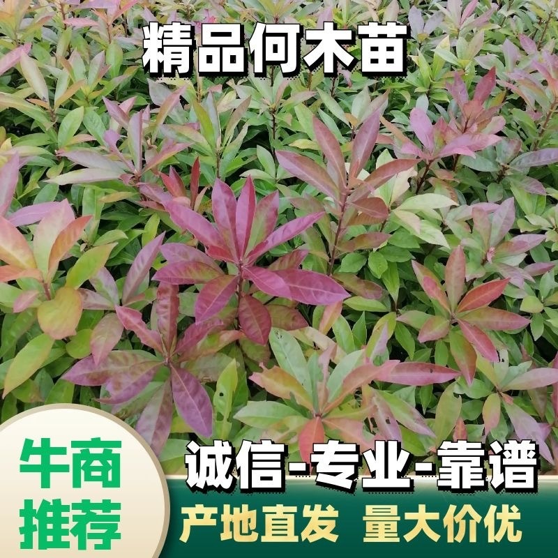 木荷苗江西宜春直供荷木苗、木荷袋苗、木荷杯苗、木荷土球苗