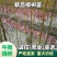 檫树苗、檫木苗、江西宜春产地直供檫木苗、花楸苗、檫木