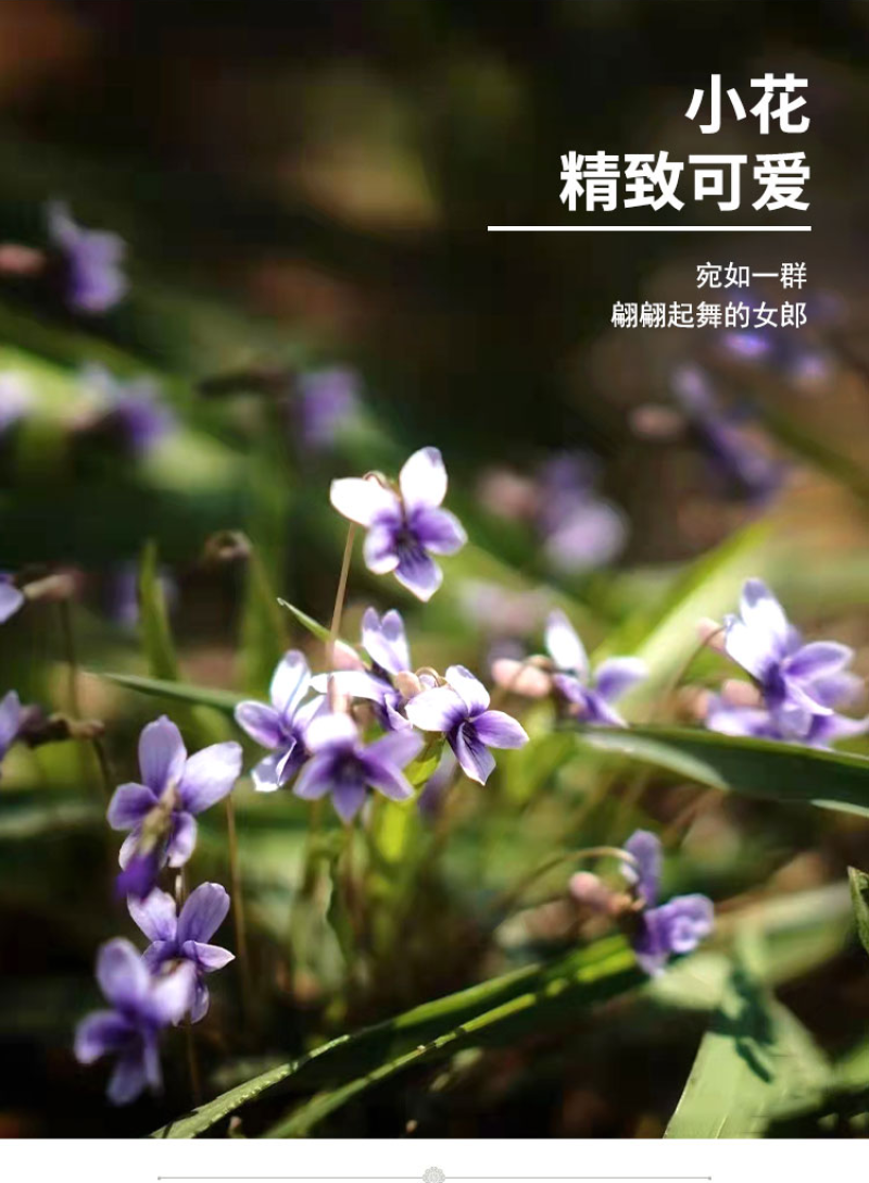 紫花地丁种子耐寒地被耐阴多年生阳台盆栽绿植庭院花海野堇菜