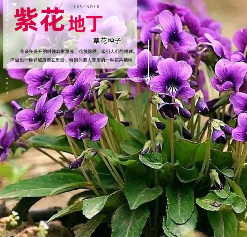 紫花地丁种子耐寒地被耐阴多年生阳台盆栽绿植庭院花海野堇菜