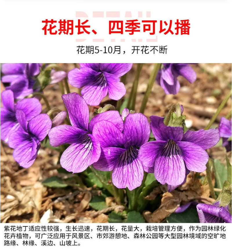 紫花地丁种子耐寒地被耐阴多年生阳台盆栽绿植庭院花海野堇菜