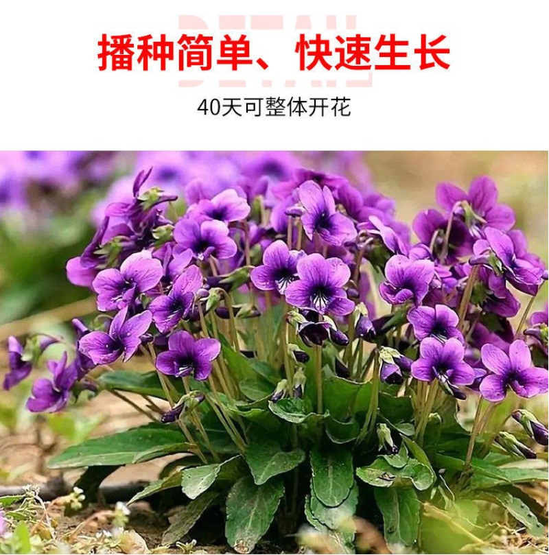 紫花地丁种子耐寒地被耐阴多年生阳台盆栽绿植庭院花海野堇菜