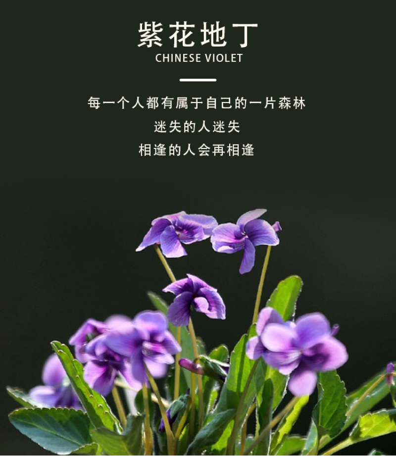 紫花地丁种子耐寒地被耐阴多年生阳台盆栽绿植庭院花海野堇菜