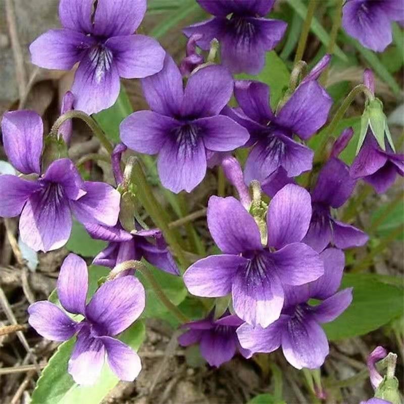 紫花地丁种子耐寒地被耐阴多年生阳台盆栽绿植庭院花海野堇菜