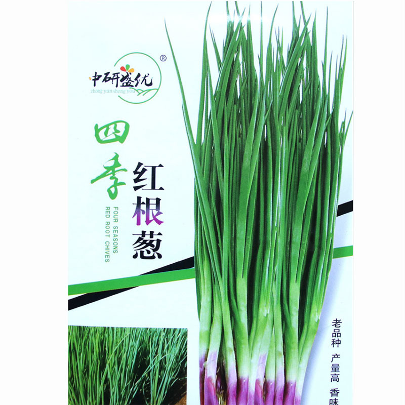 红根葱种子四季红根小香葱种子老品种高香味浓郁生长快