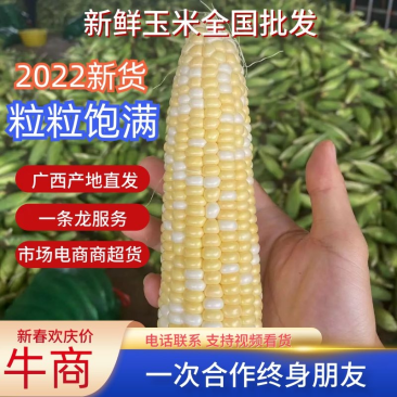 徐闻甜玉米，甜糯玉米新鲜玉米黄玉米产地直发货源充足稳定