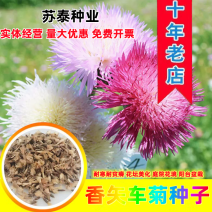 香矢车菊种子花田朵园艺花朵园艺阳台盆栽花朵大花型