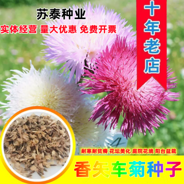 香矢车菊种子花田朵园艺花朵园艺阳台盆栽花朵大花型