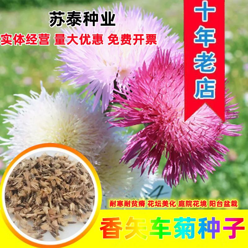 香矢车菊种子花田朵园艺花朵园艺阳台盆栽花朵大花型