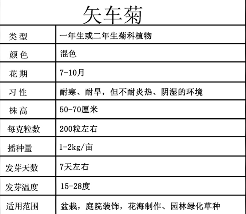 香矢车菊种子花田朵园艺花朵园艺阳台盆栽花朵大花型