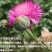 香矢车菊种子花田朵园艺花朵园艺阳台盆栽花朵大花型