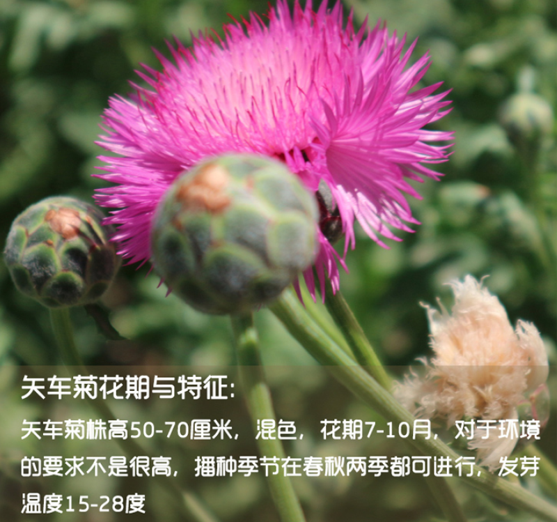 香矢车菊种子花田朵园艺花朵园艺阳台盆栽花朵大花型